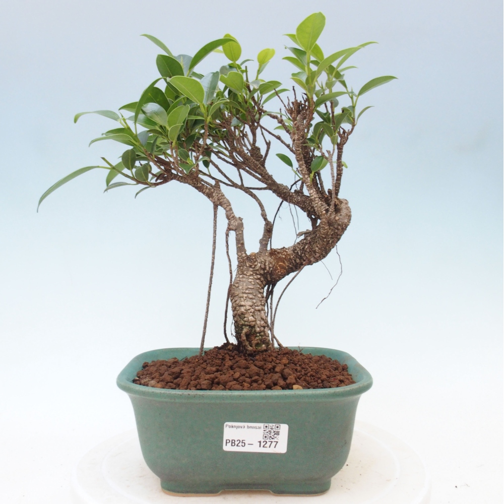 Kryty bonsai - Ficus retusa - figowiec drobnolistny