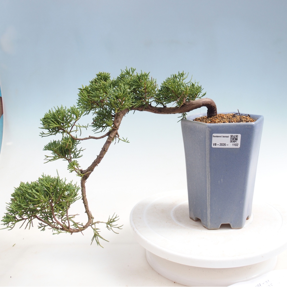 Outdoor bonsai - Juniperus chinensis Kishu
