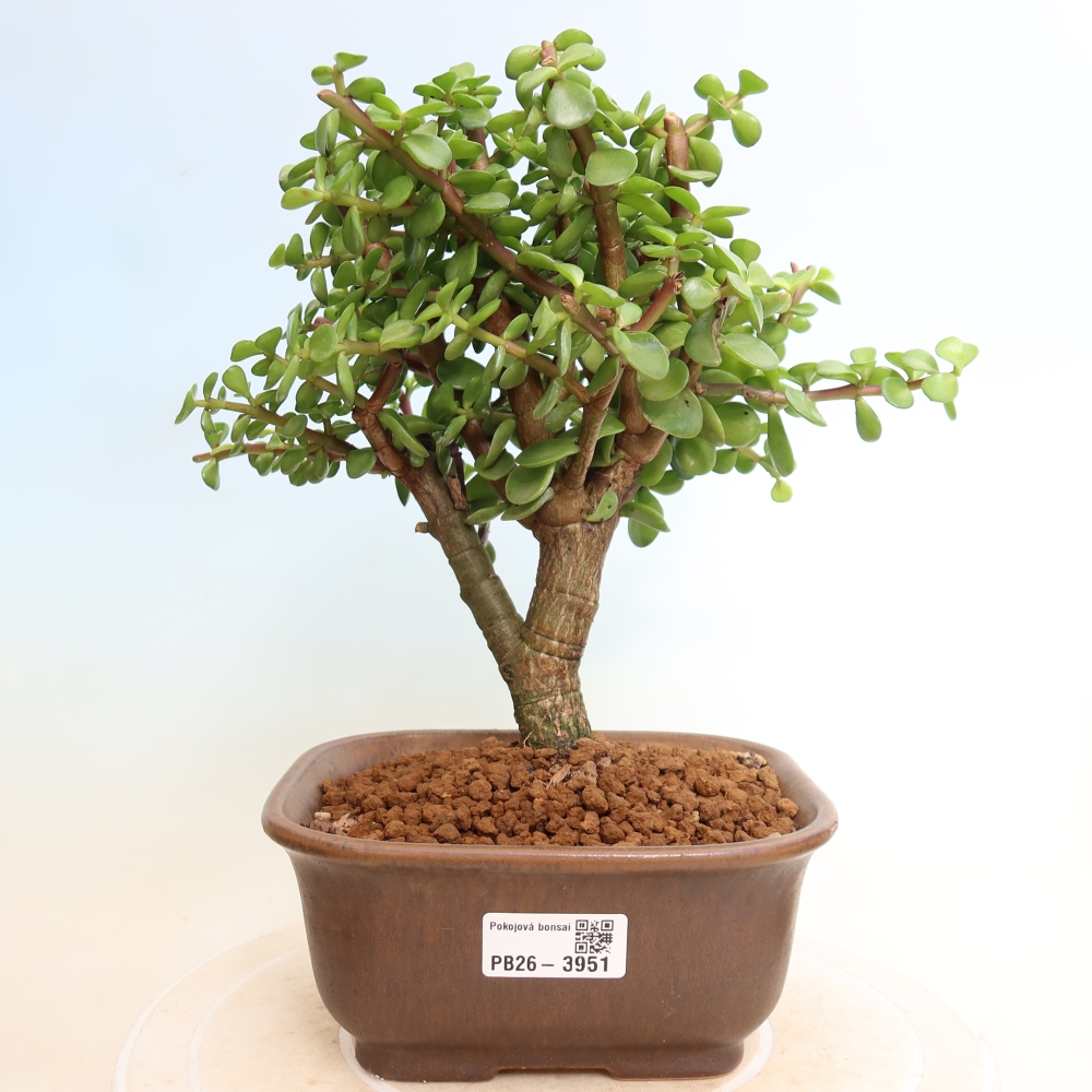 Pokój bonsai - Portulakaria Afra - Tlustice
