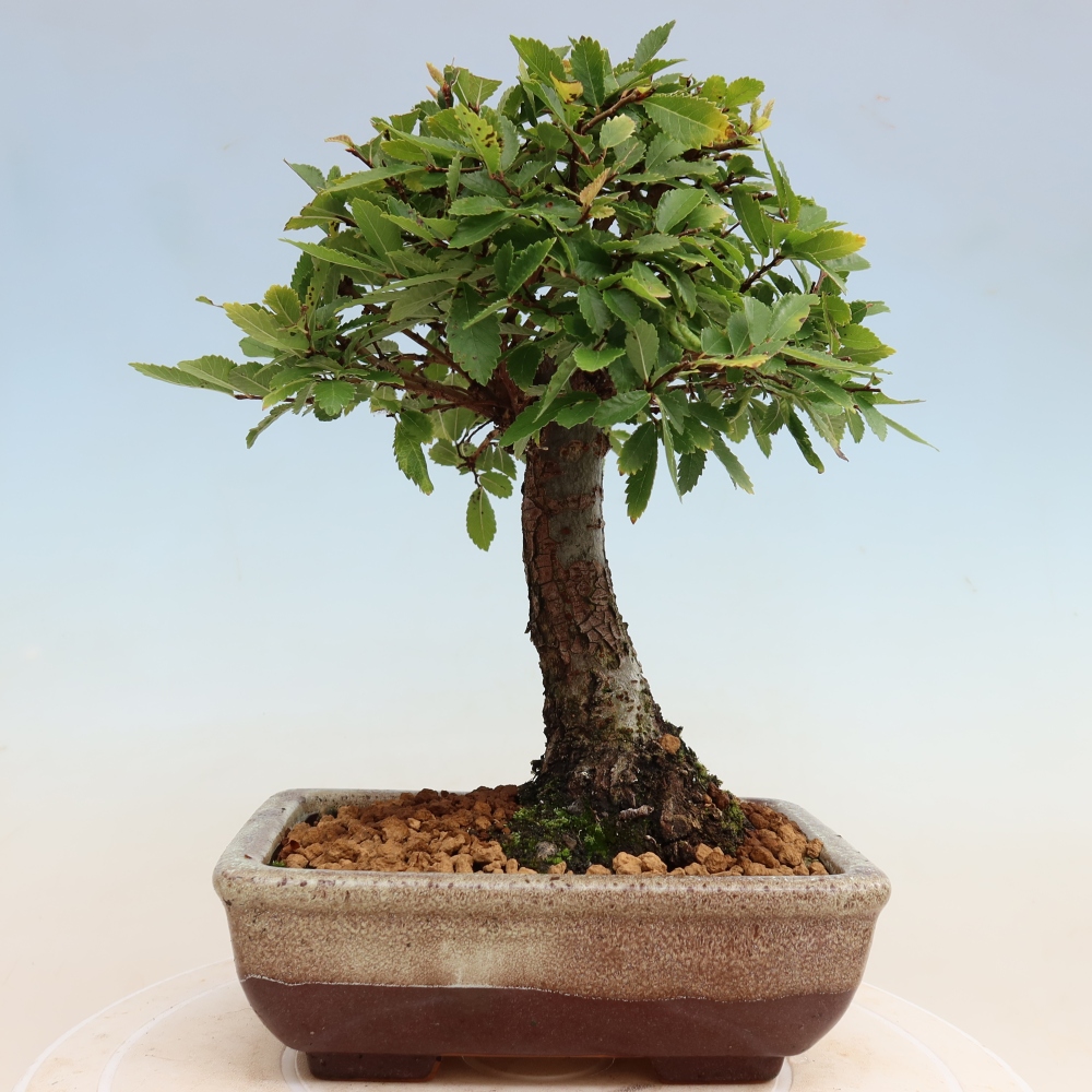 Bonsai zewnętrzne - Zelkova - Zelkova NIRE