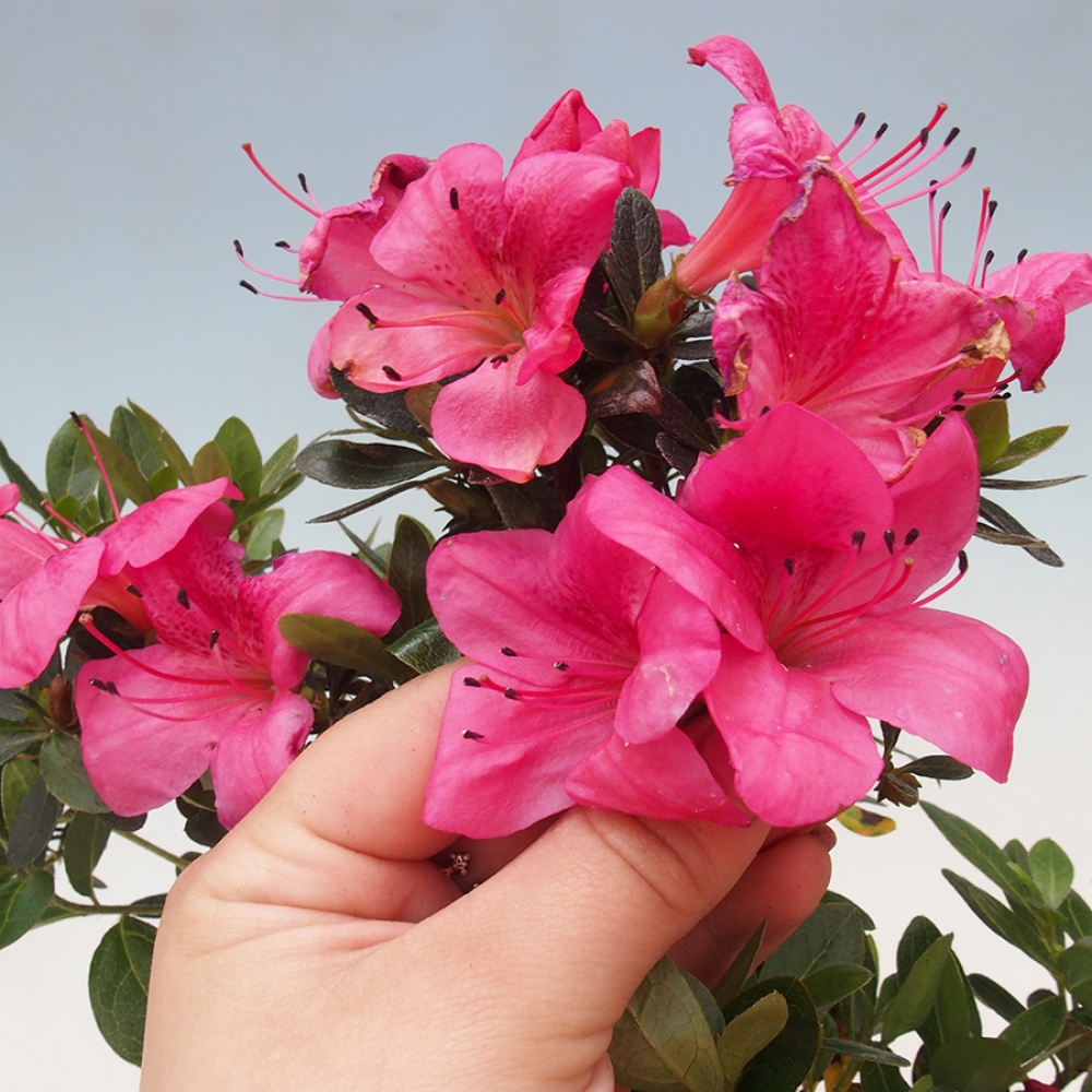 Bonsai zewnętrzne - Azalia japońska - Azalea sp.