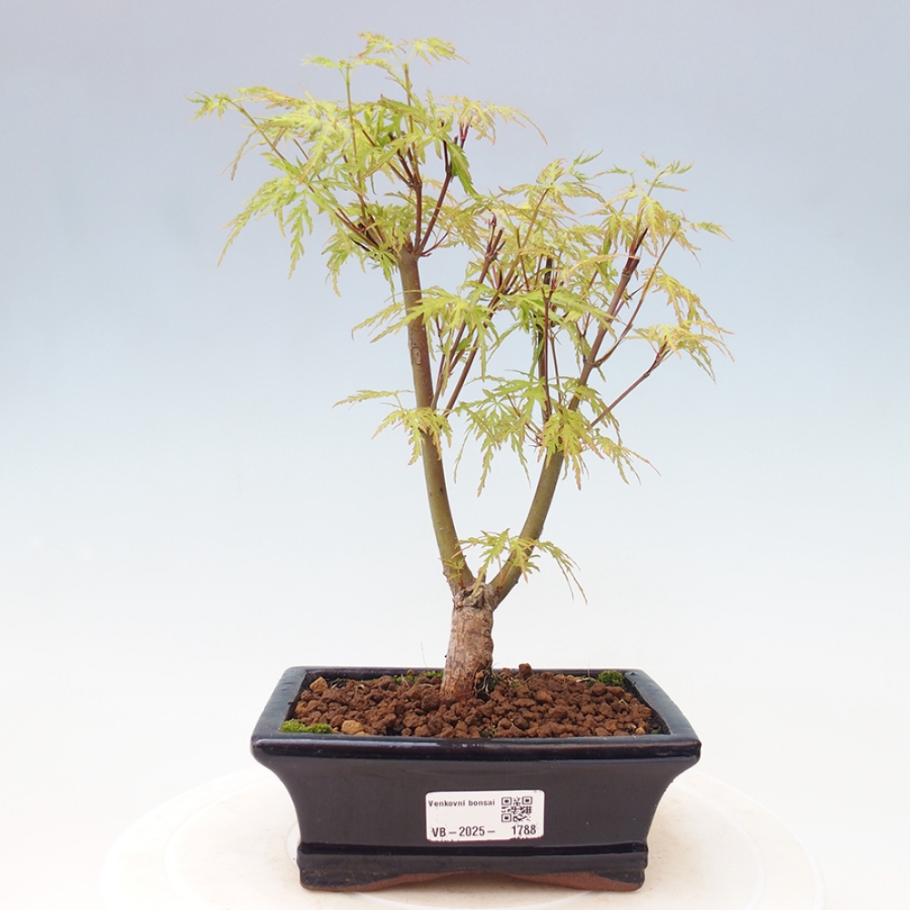 Outdoor bonsai - Acer palmatum Dissectum - Klon japoński 