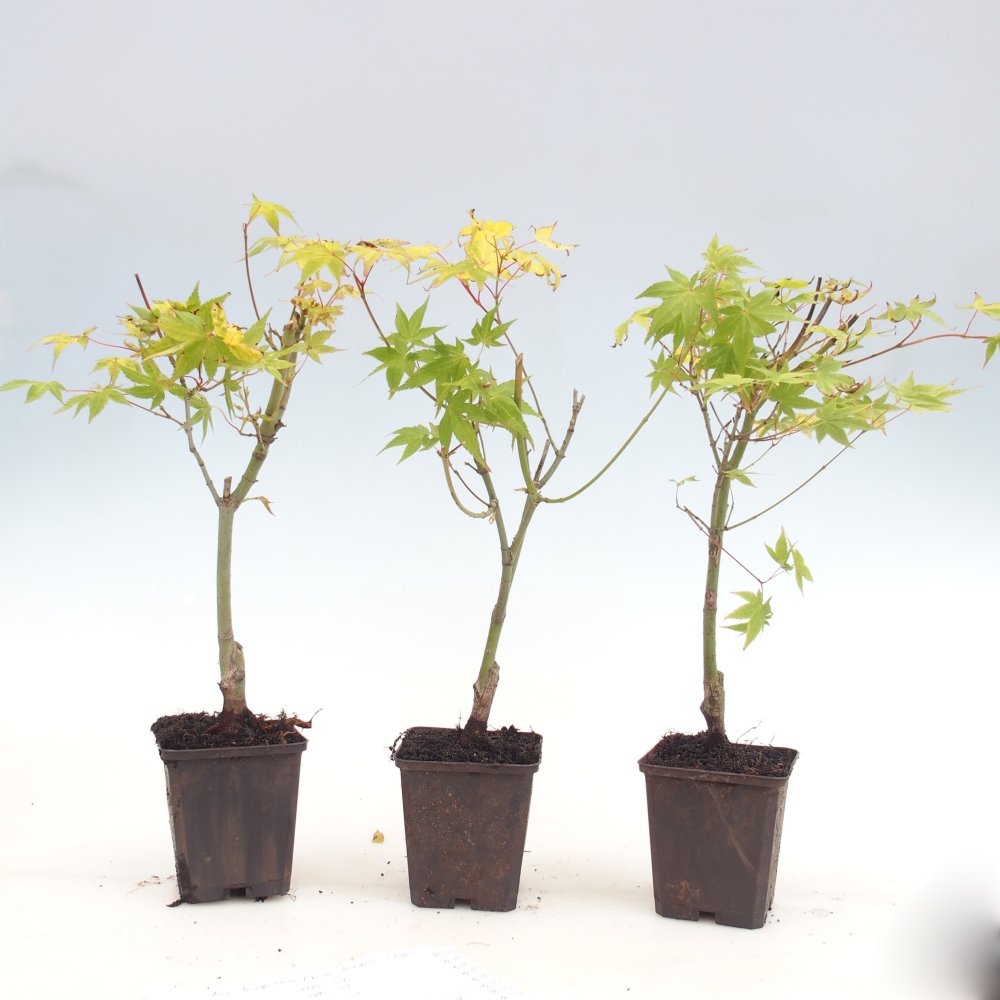 Zewnętrzne bonsai - Złota palma Jawor - Acer palmatum Aureum w pojemniku