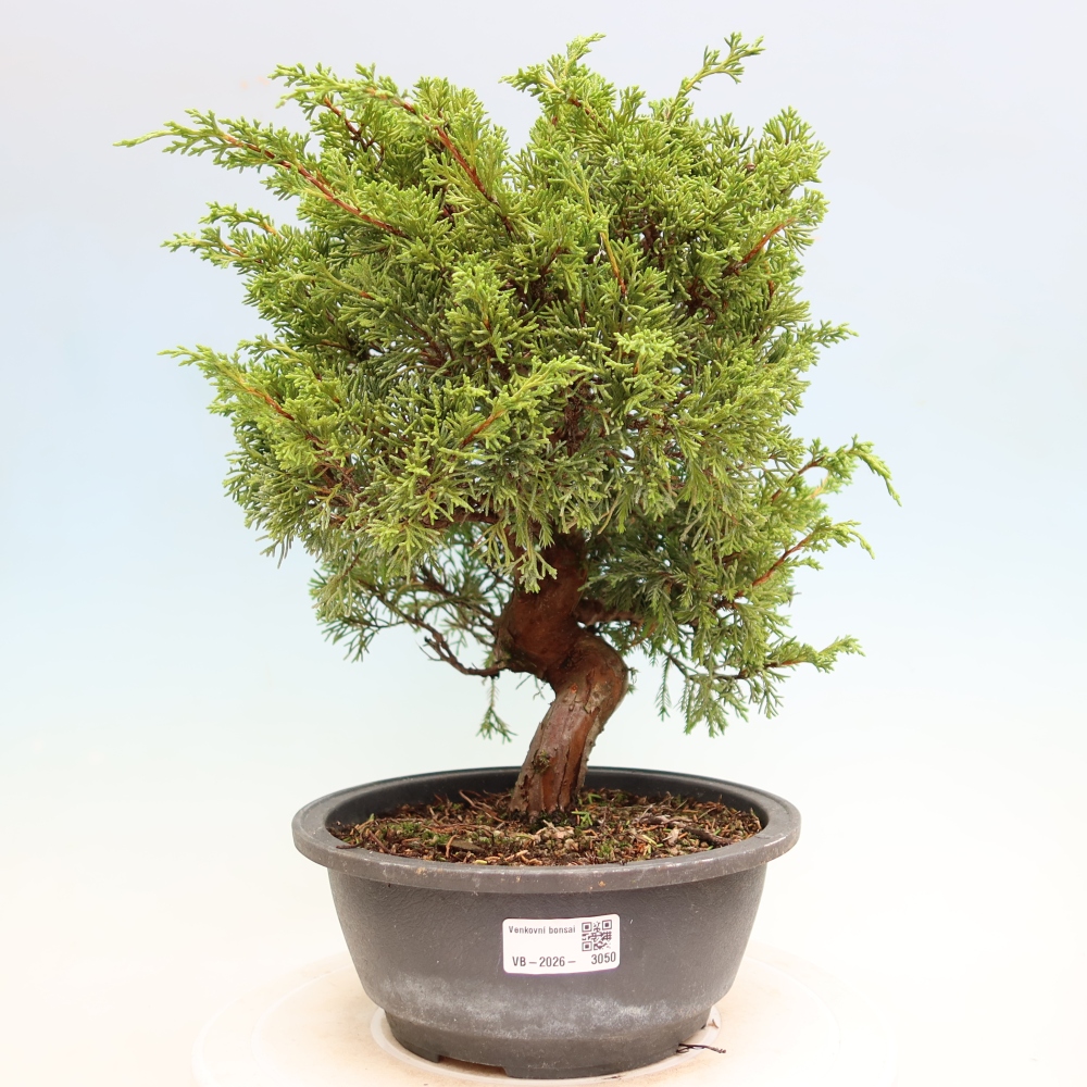 Bonsai ogrodowe – Juniperus chinensis Itoigawa – jałowiec chiński