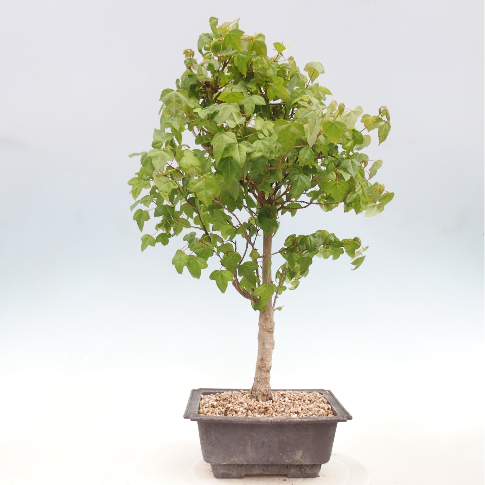 Outdoor bonsai - Acer Buergerianum - Klon Burger