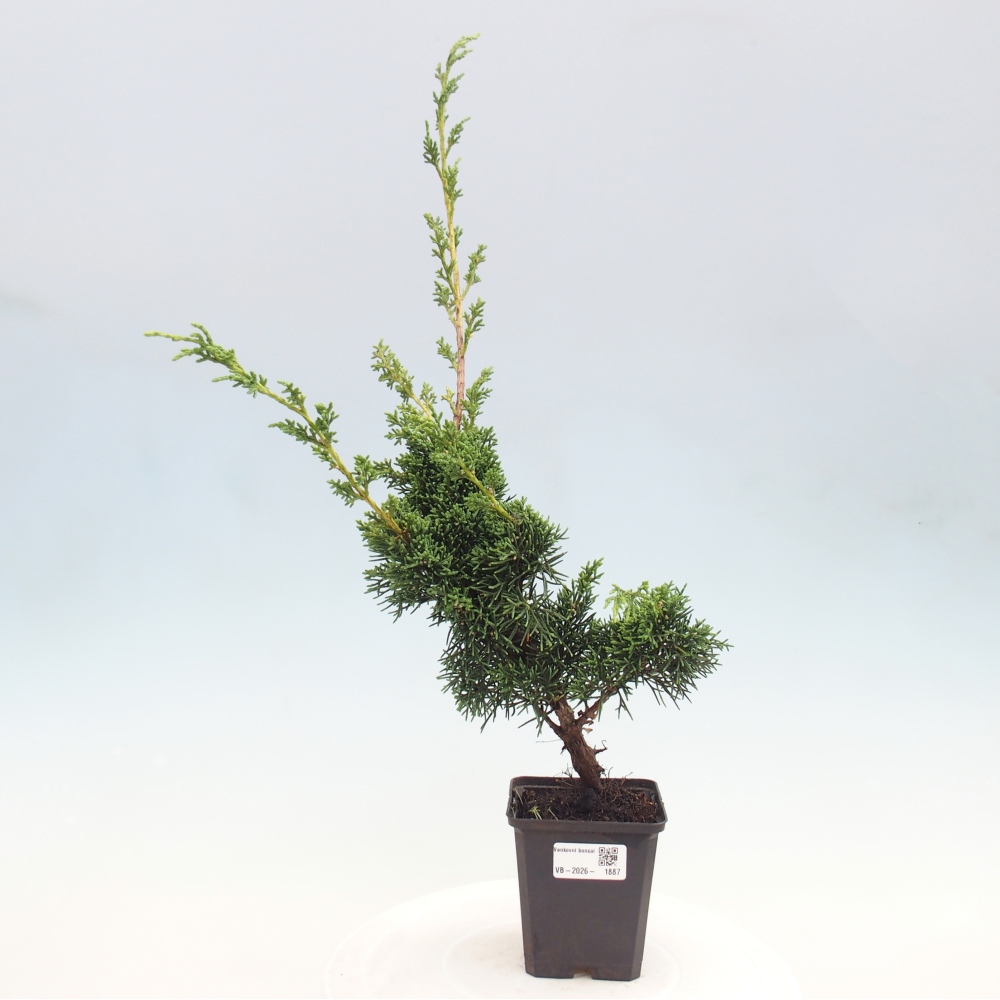 Outdoor bonsai - Juniperus chinensis Kishu