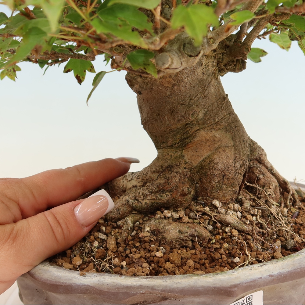 Outdoor bonsai - Klon burgeryjski - Acer burgerianum