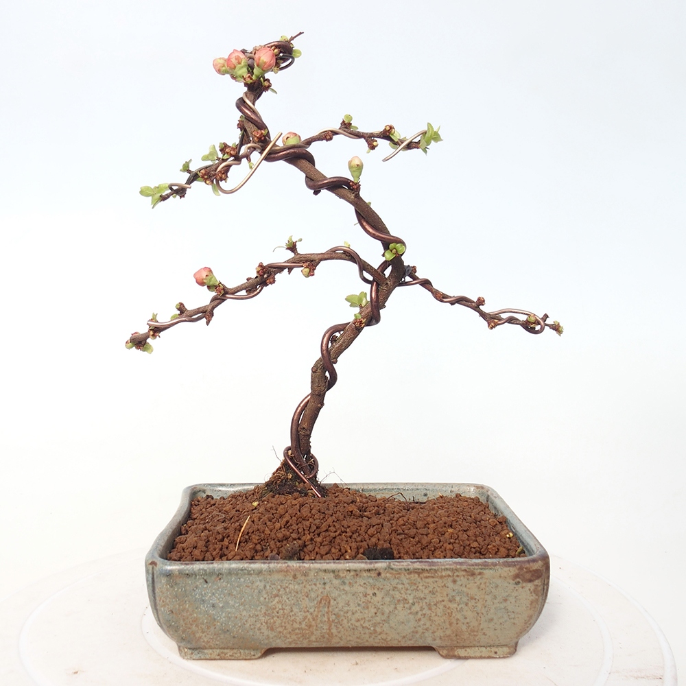 Outdoor bonsai - Chaneomeles s. Red Joy - Pigwa