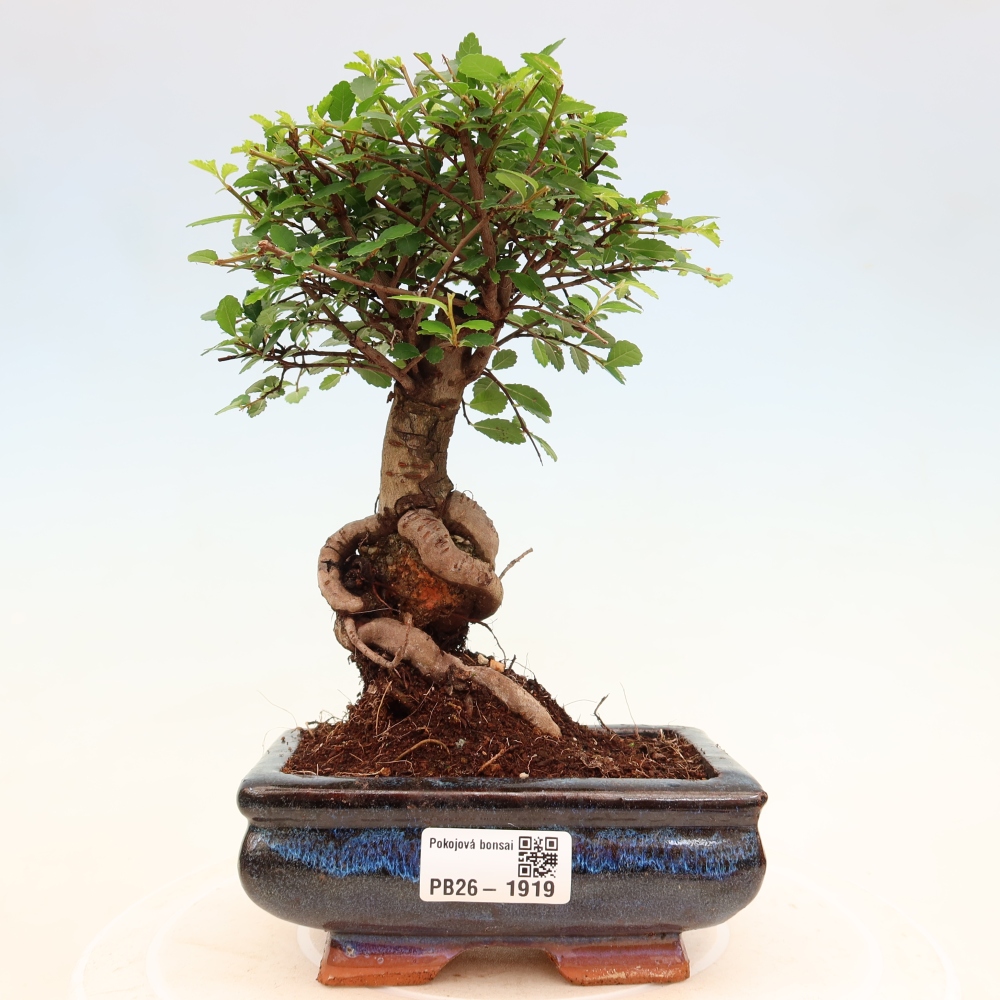 Pokój bonsai - Ulmus parvifolia - Wiąz drobnolistny