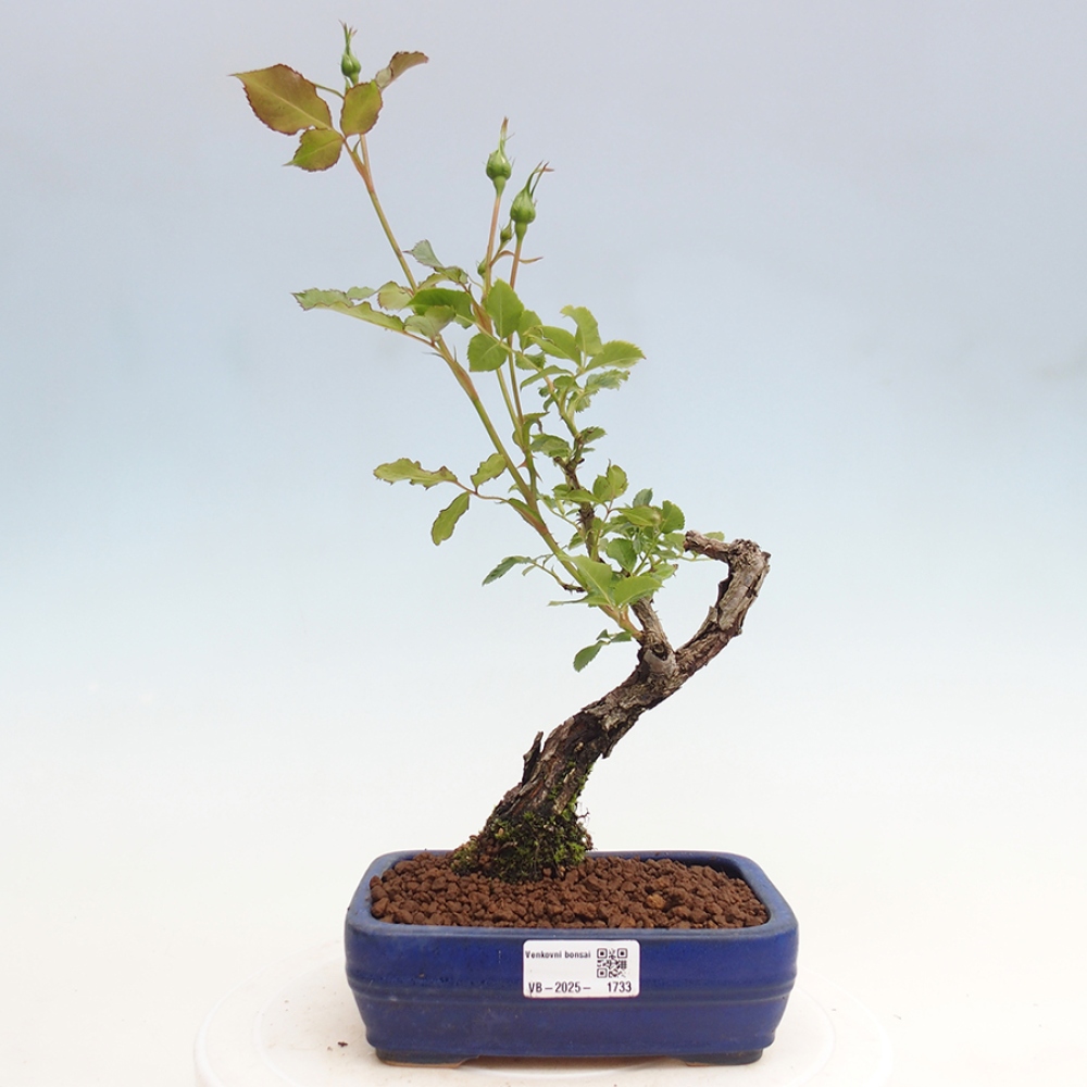 Bonsai na zewnątrz - Rosa Kordes - róża 