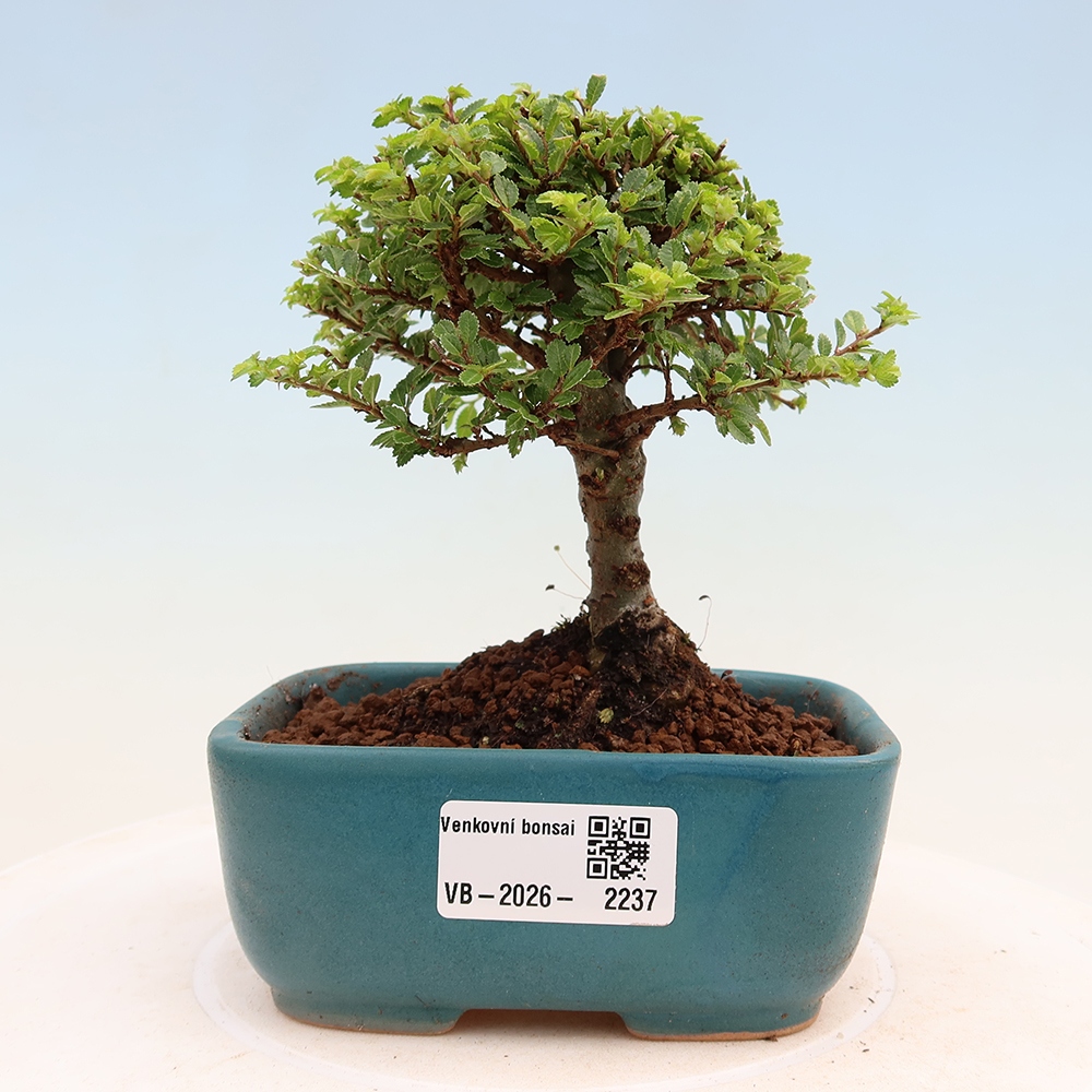 Bonsai zewnętrzne - Ulmus parvifolia Sagei - Wiąz drobnolistny