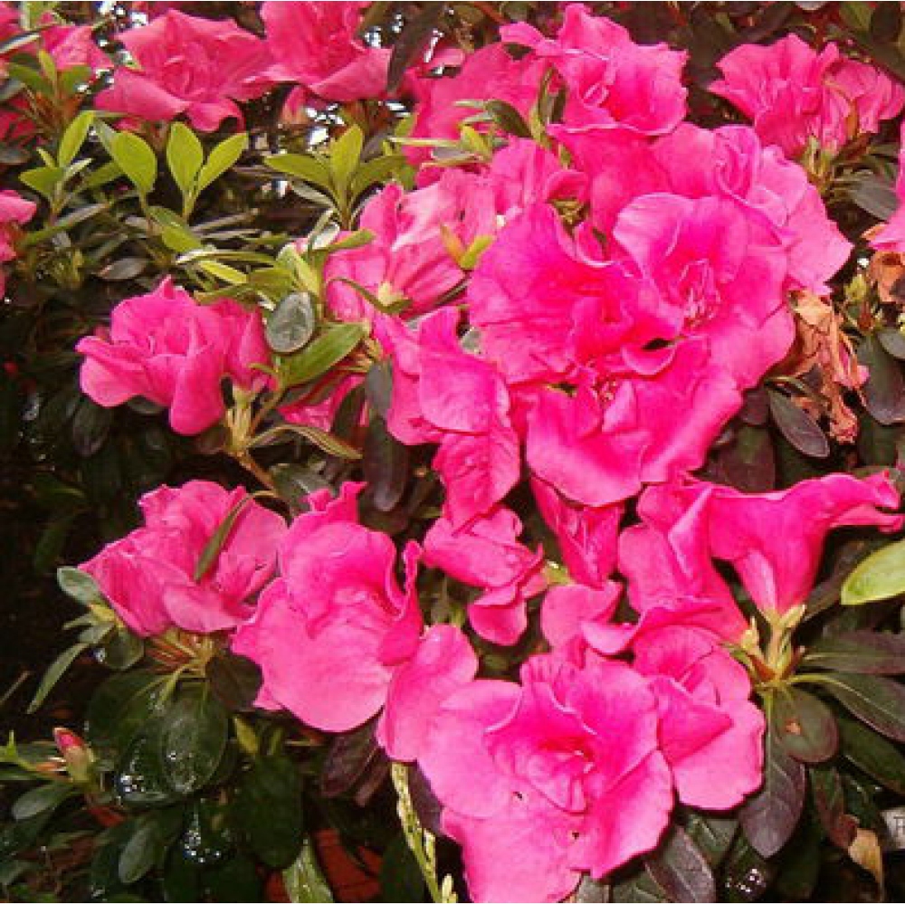 Pokój bonsai - Rhododendron simsii - Pennywort