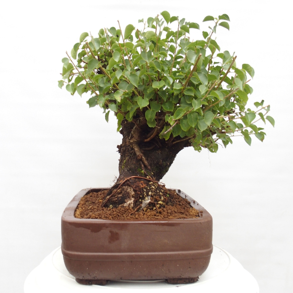 Bonsai na zewnątrz - Mahalebka - Prunus mahaleb