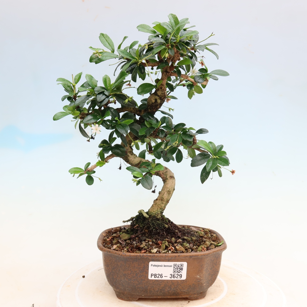 Bonsai pokojowe - Carmona macrophylla - Tea fuki