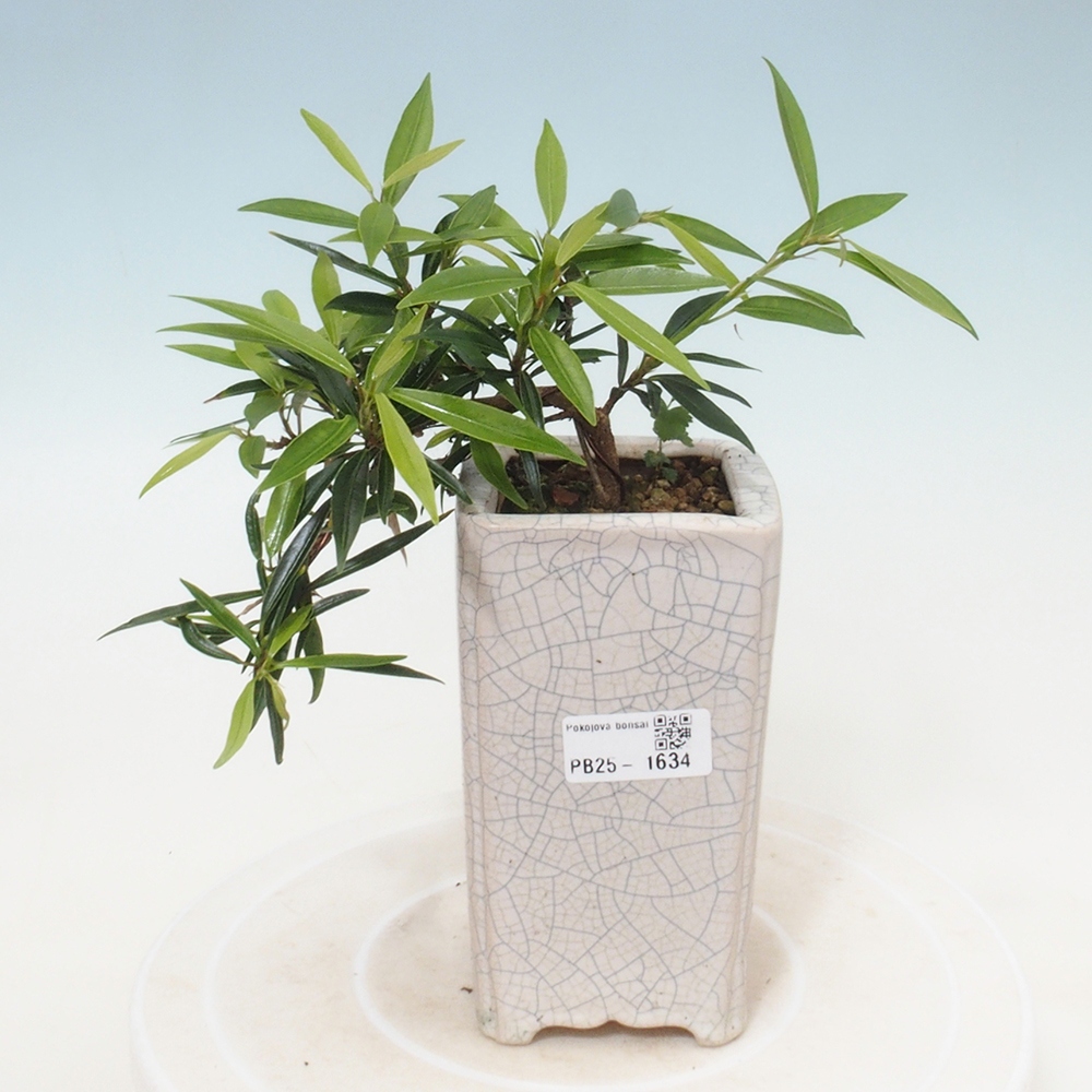 Bonsai wewnętrzne - Ficus nerifolia - figowiec drobnolistny
