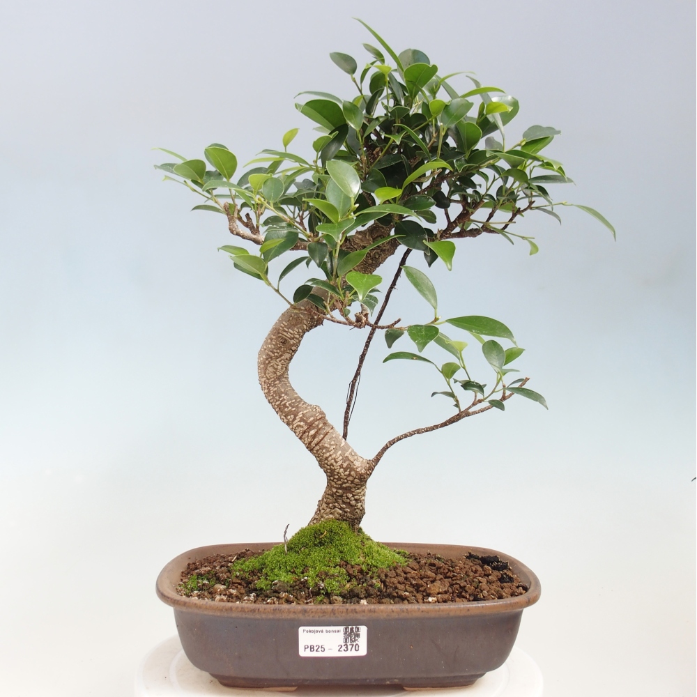 Kryty bonsai - kimono Ficus - figowiec drobnolistny