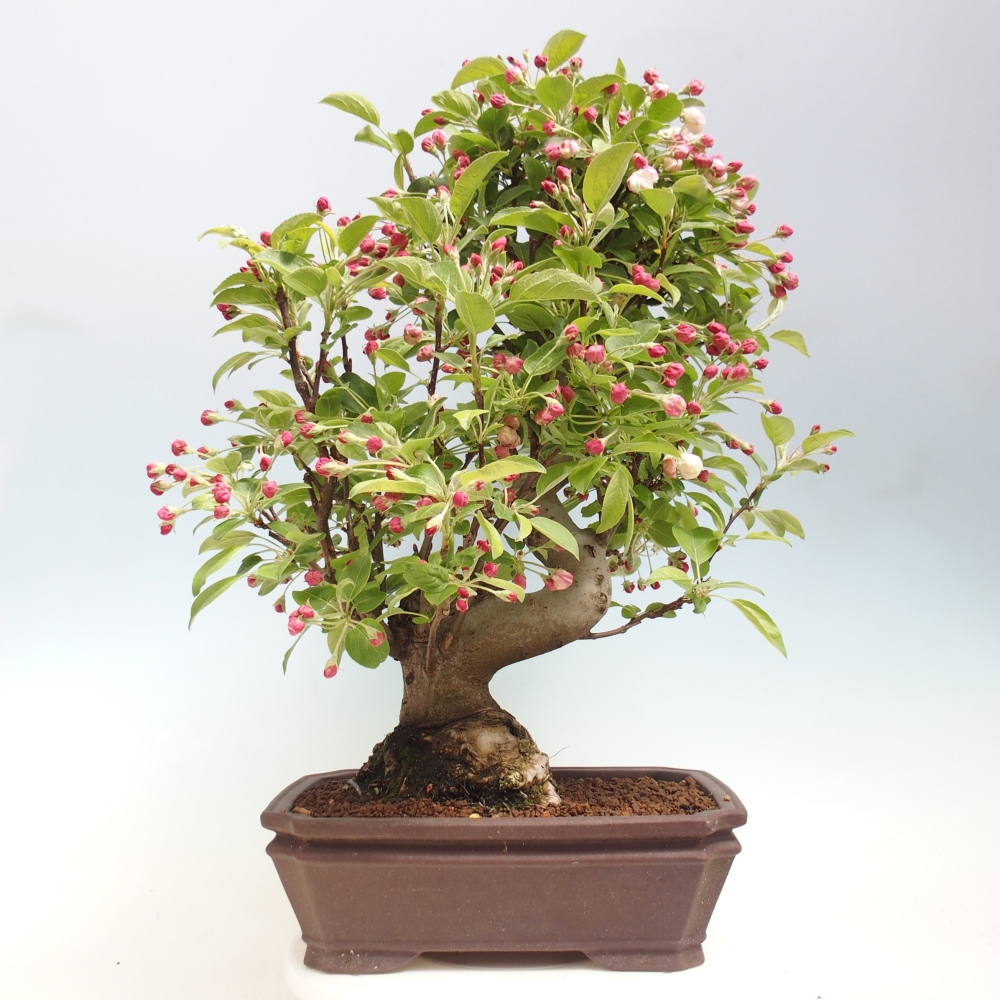 Outdoor bonsai - Malus halliana - Jabłoń drobnoowocowa