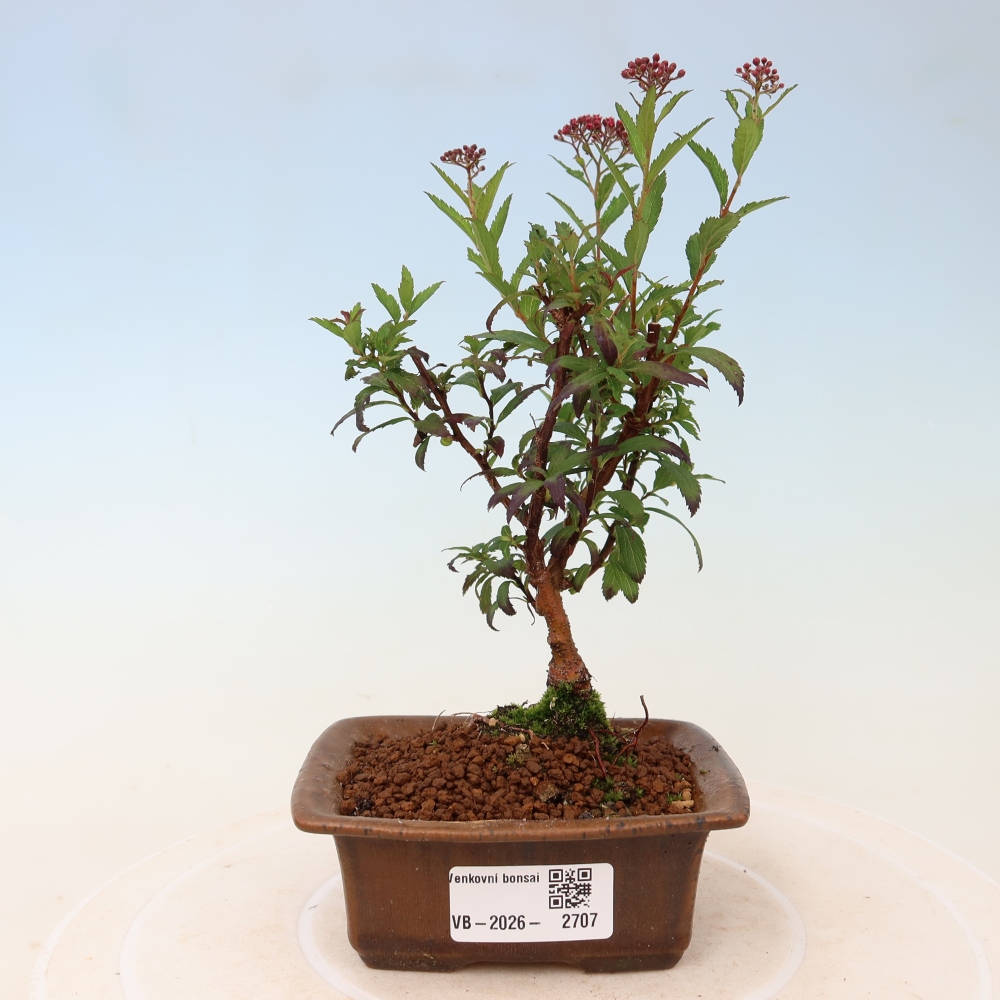 Bonsai ogrodowe – spirea japońska – Spirea japonica Anthony Waterer