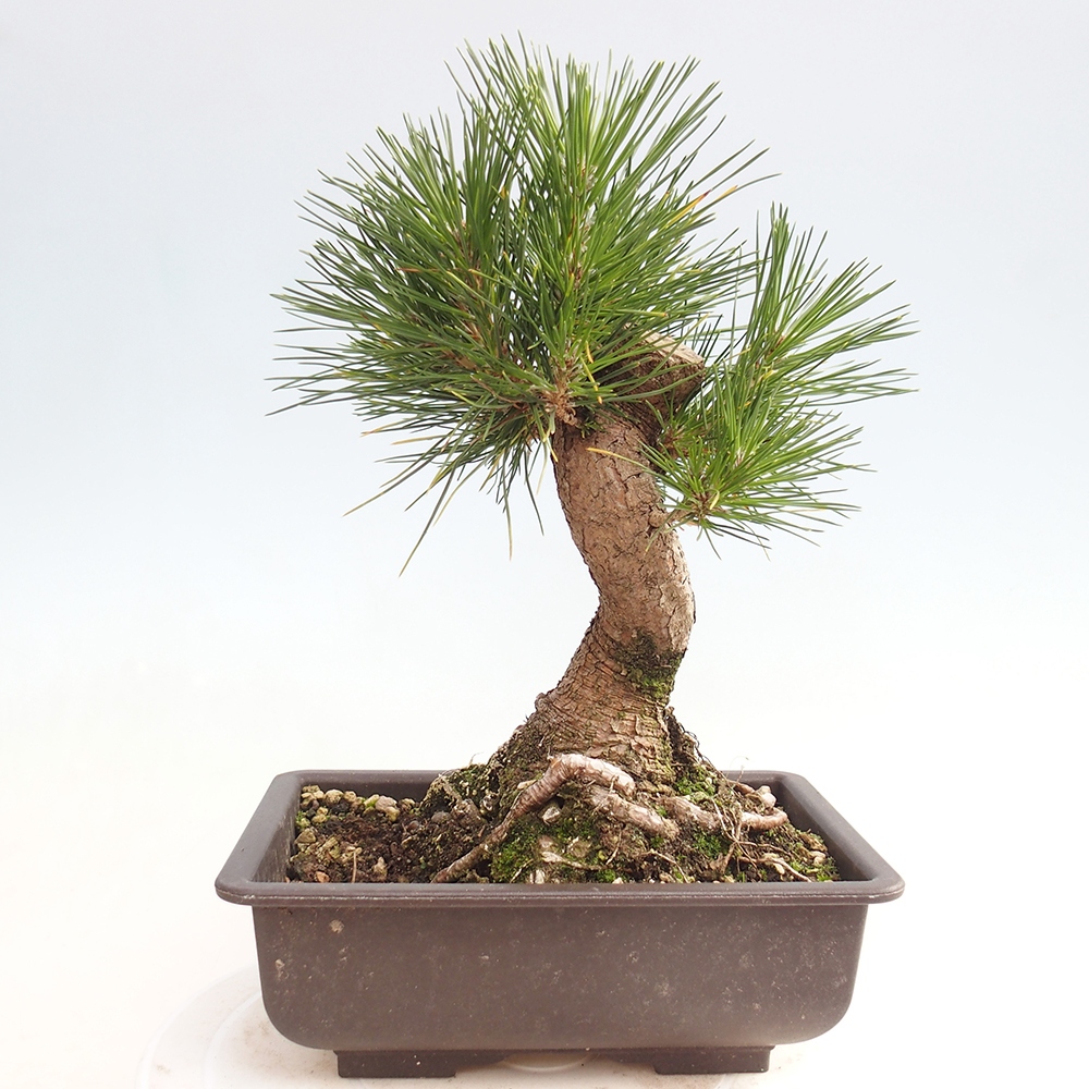 Outdoor bonsai - Pinus thunbergii - sosna Thunberga