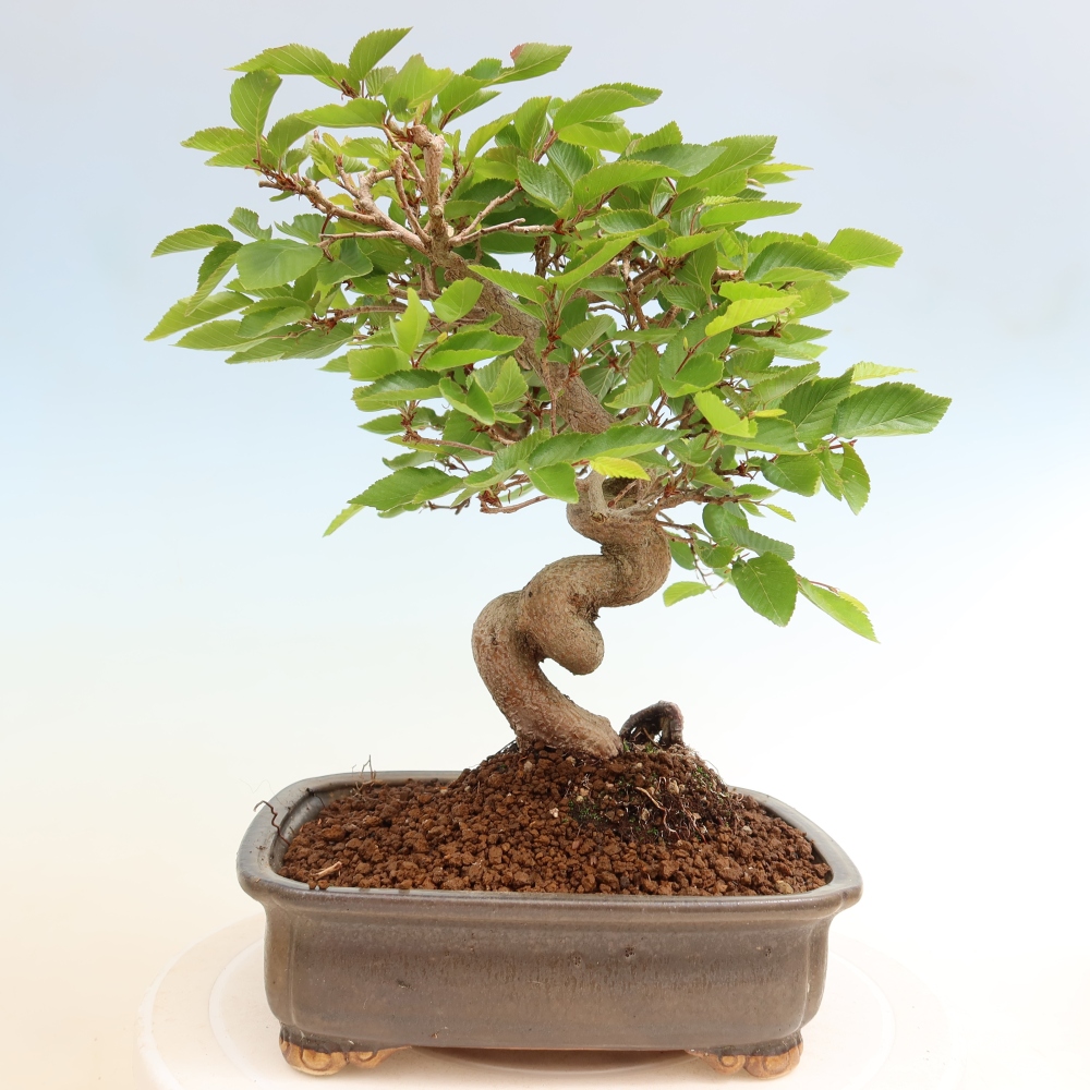 Outdoor bonsai - Carpinus coreana - grab koreański