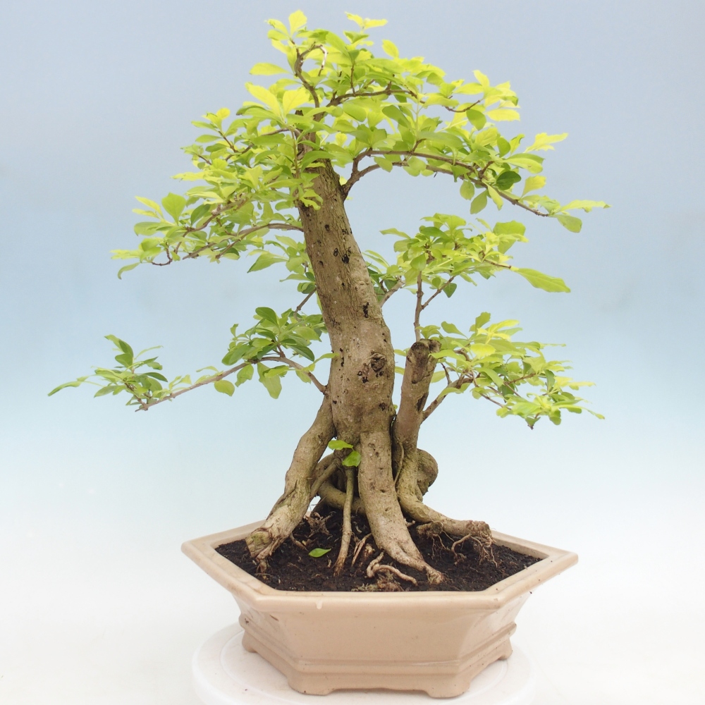 Bonsai pokojowe - Duranta erecta Aurea - WYŁĄCZNIE ODBIÓR OSOBISTY lub transport paletowy