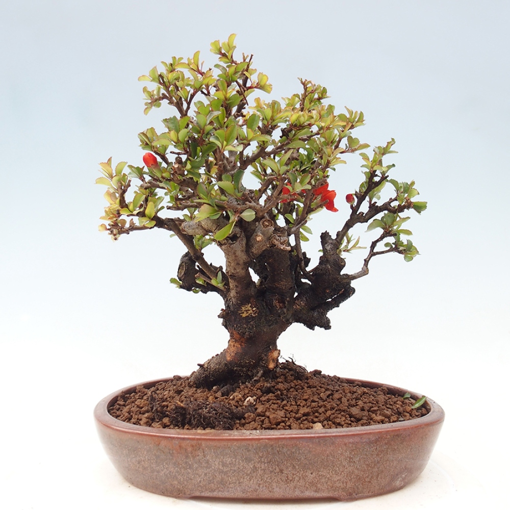 Bonsai zewnętrzne - Chaneomeles speciosa - Pigwa