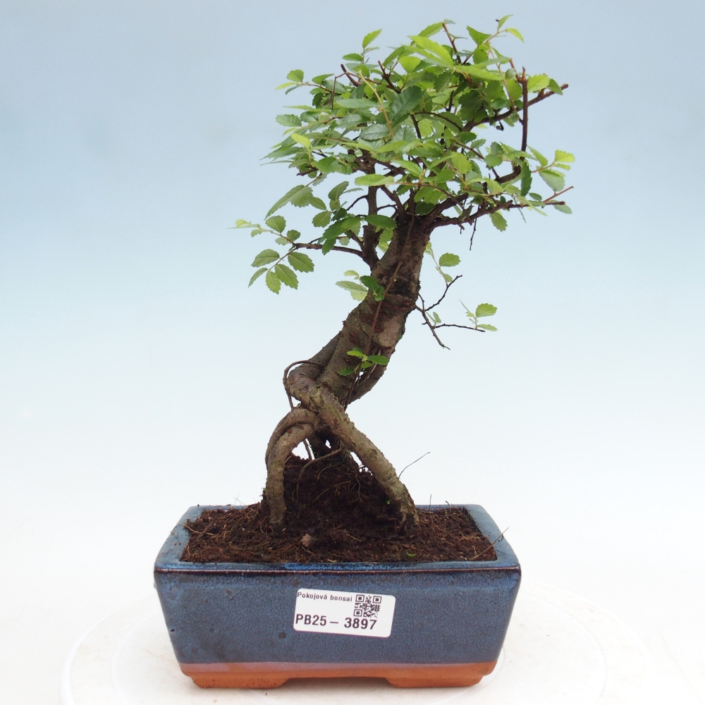 Pokój bonsai - Ulmus parvifolia - Wiąz drobnolistny