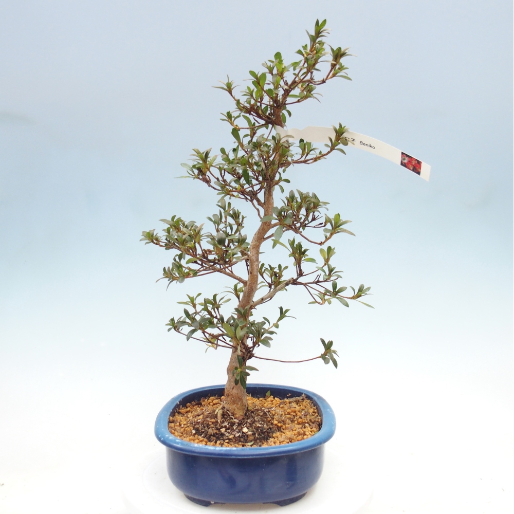 Bonsai zewnętrzne - Azalia japońska - Azalia Beniko