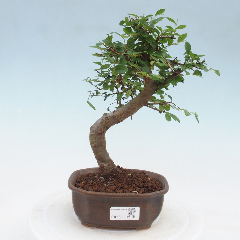 Bonsai wewnętrzne - Ulmus parvifolia - Wiąz drobnolistny