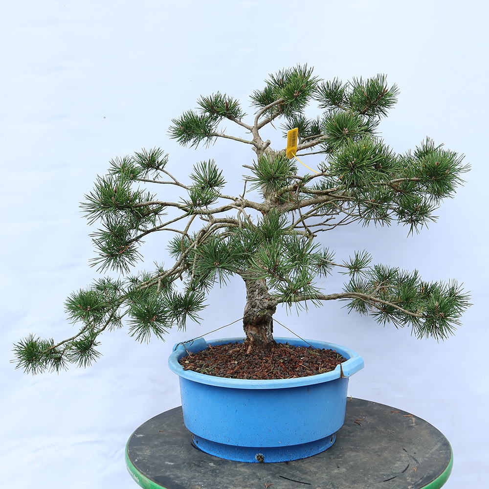 Pinus sylvestris Hiszpania – sosna zwyczajna