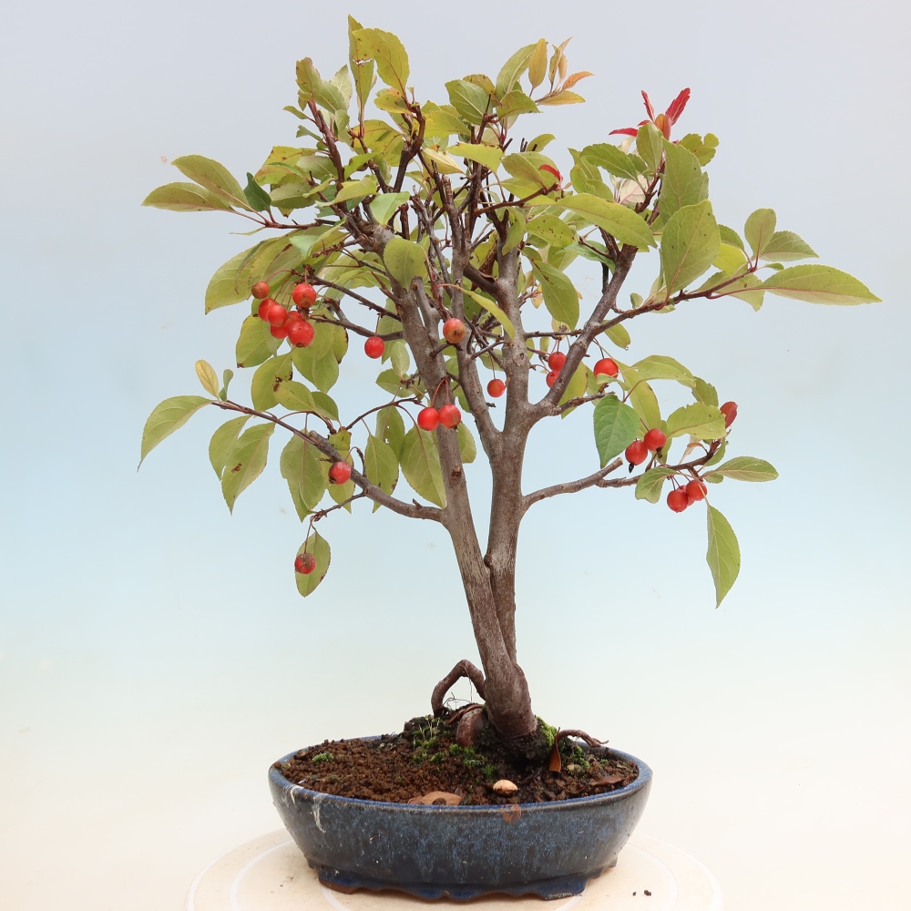 Outdoor bonsai - Malus domestica - Jabłoń czerwonolistna o małych owocach