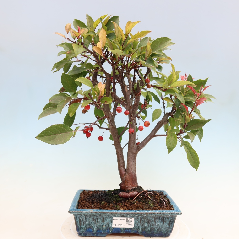 Outdoor bonsai - Malus domestica - Jabłoń czerwonolistna o małych owocach