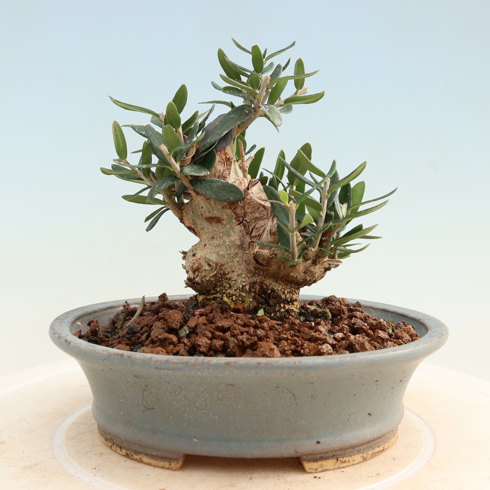 Bonsai do wnętrz - Olea europaea sylvestris