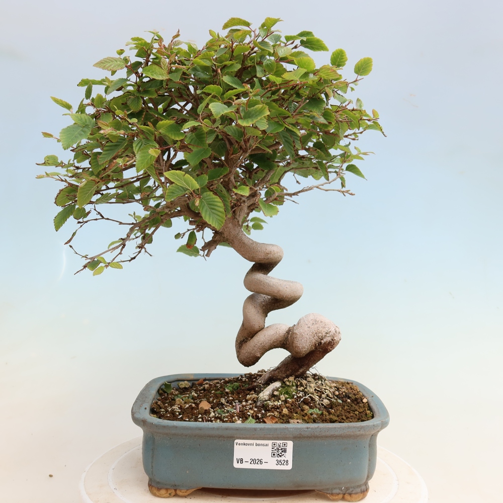 Outdoor bonsai - Carpinus CARPINOIDES - grab koreański