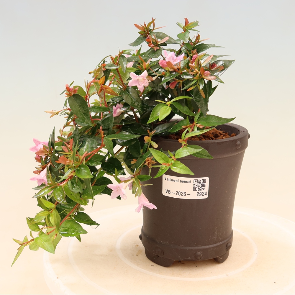 Bonsai ogrodowe – Abelia Edward Goucher – Abelia wielkokwiatowa