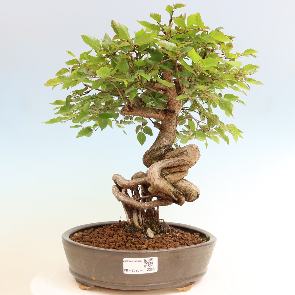 Outdoor bonsai - Carpinus coreana - grab koreański