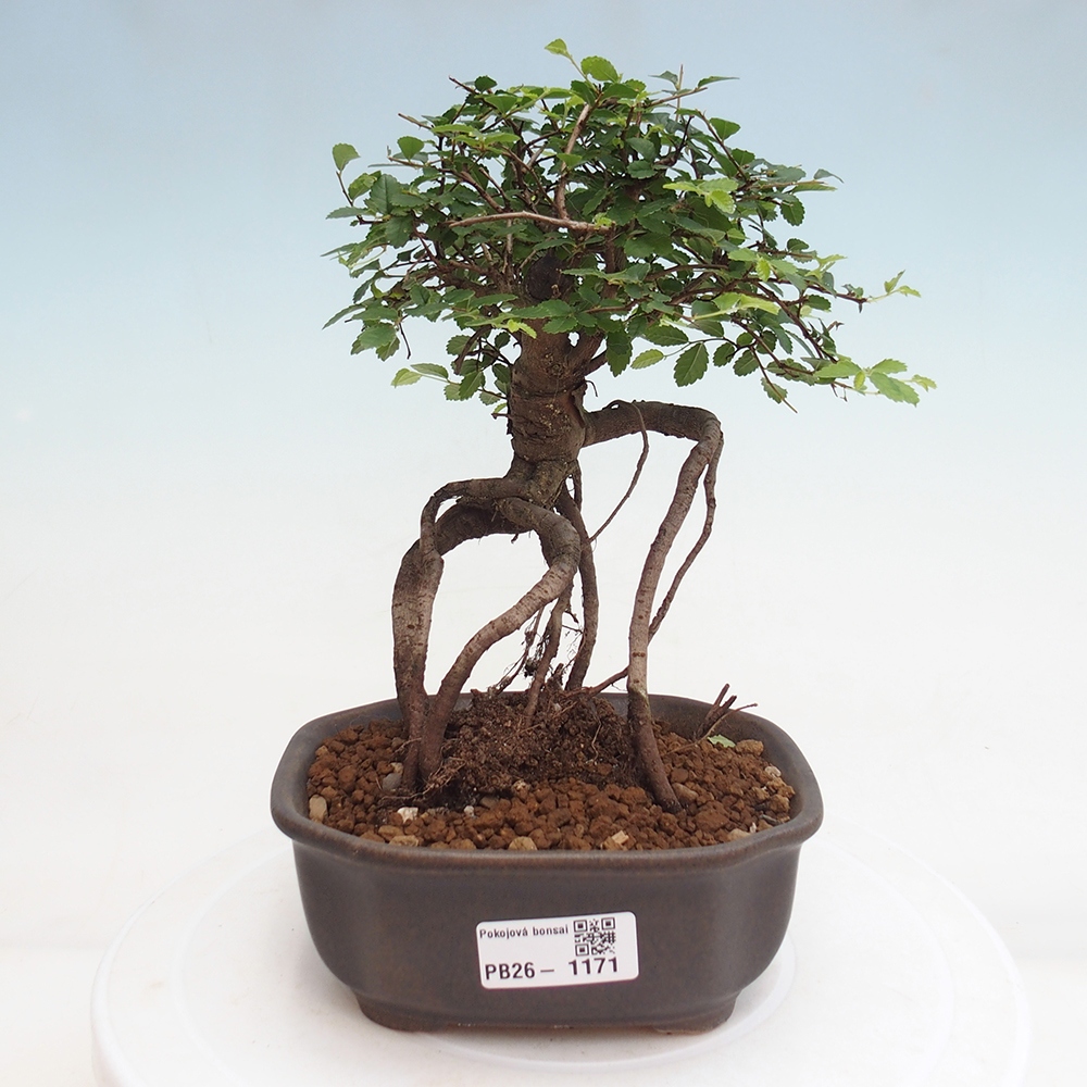 Pokój bonsai - Ulmus parvifolia - Wiąz drobnolistny