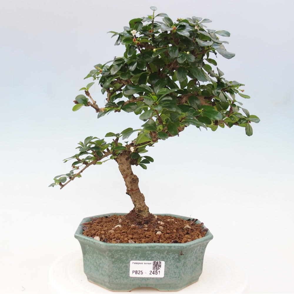Pokój bonsai - Carmona macrophylla - Tea fuki