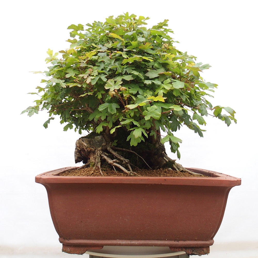 Bonsai zewnętrzne - Klon Francuski - Acer Nonspessulanum