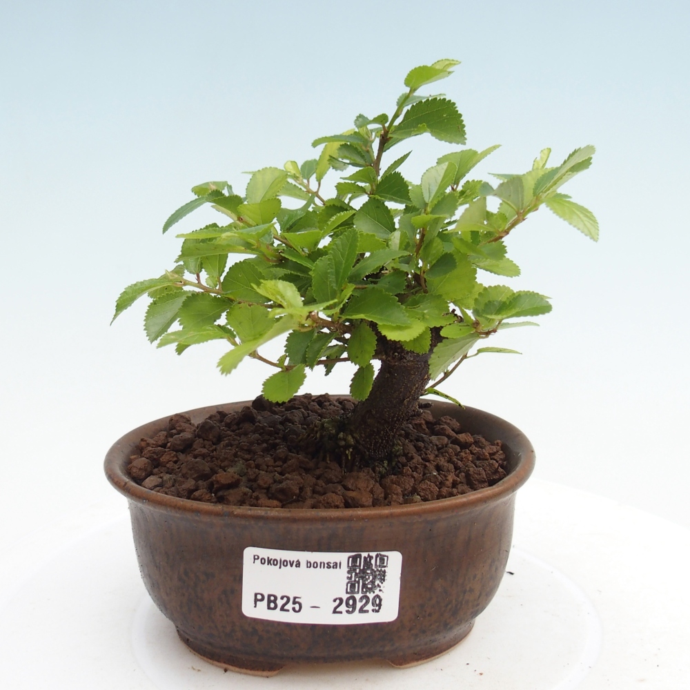 Kryty bonsai - Grewia occidentalis - Lawendowa gwiazda