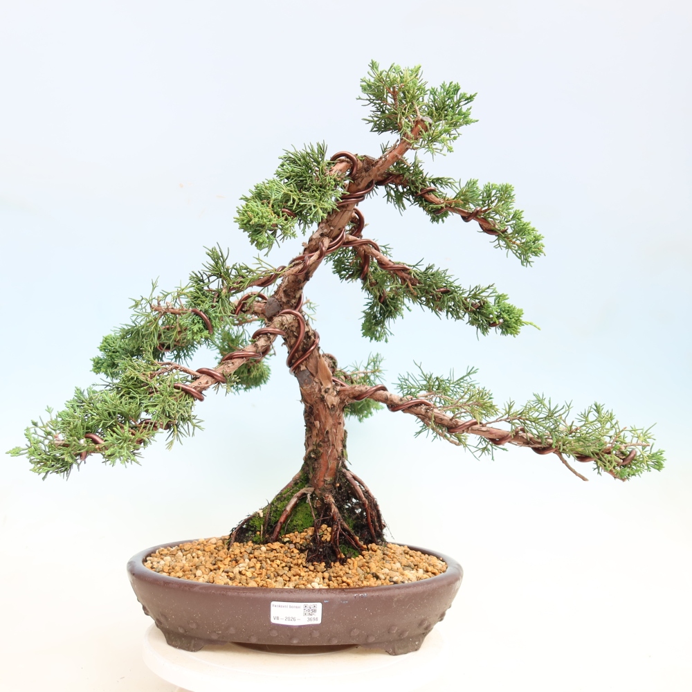Outdoor bonsai - Juniperus chinensis Kishu