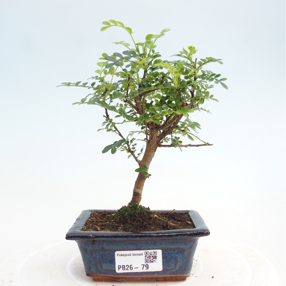 Pokój bonsai - Zantoxylum piperitum - drzewo pieprzowe