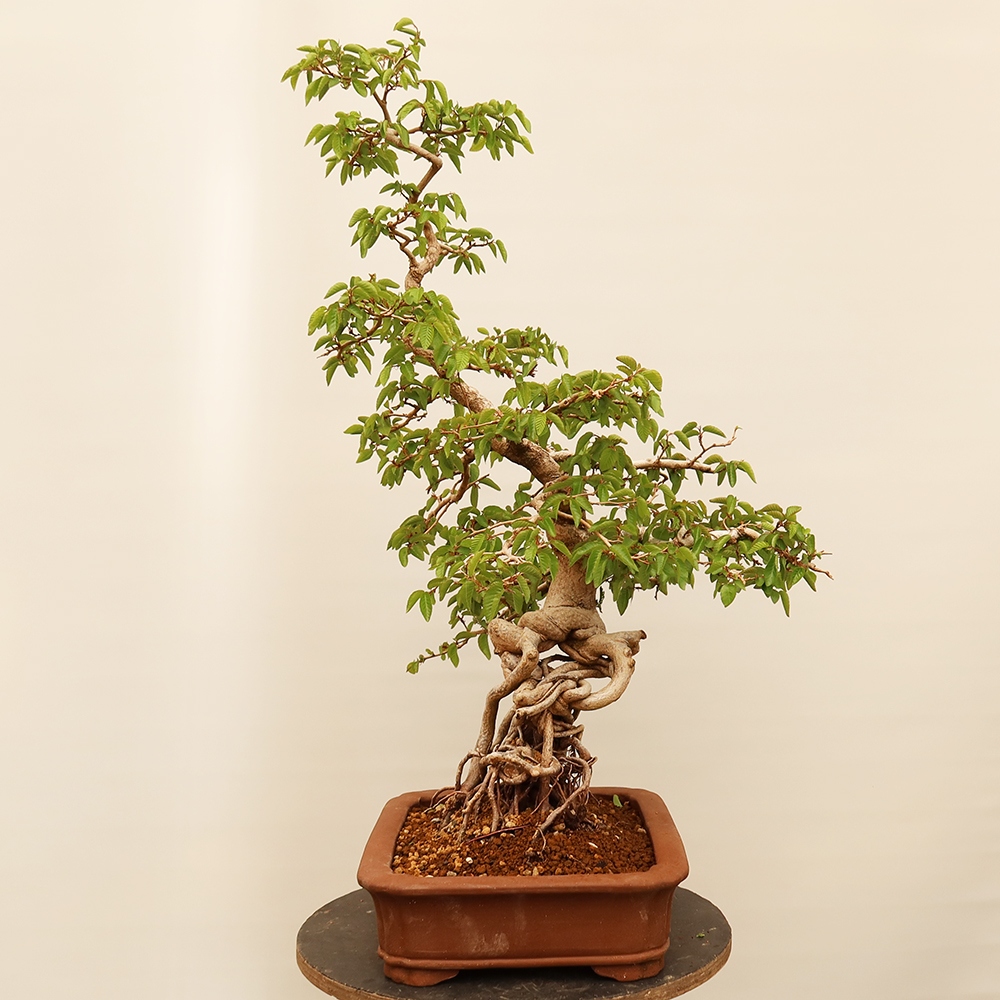 Bonsai plenerowe - Carpinus Coreana - grab koreański