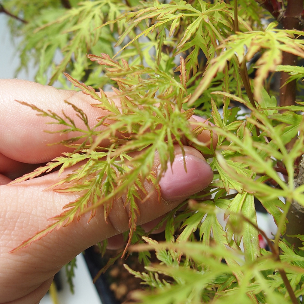 Outdoor bonsai - Acer palmatum Dissectum - Klon japoński 
