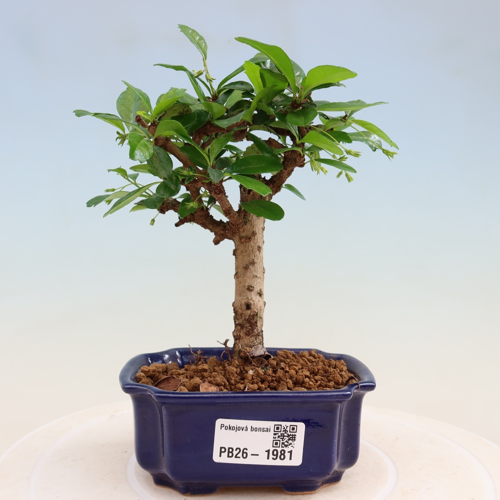 Bonsai pokojowe - Carmona macrophylla - Tea fuki