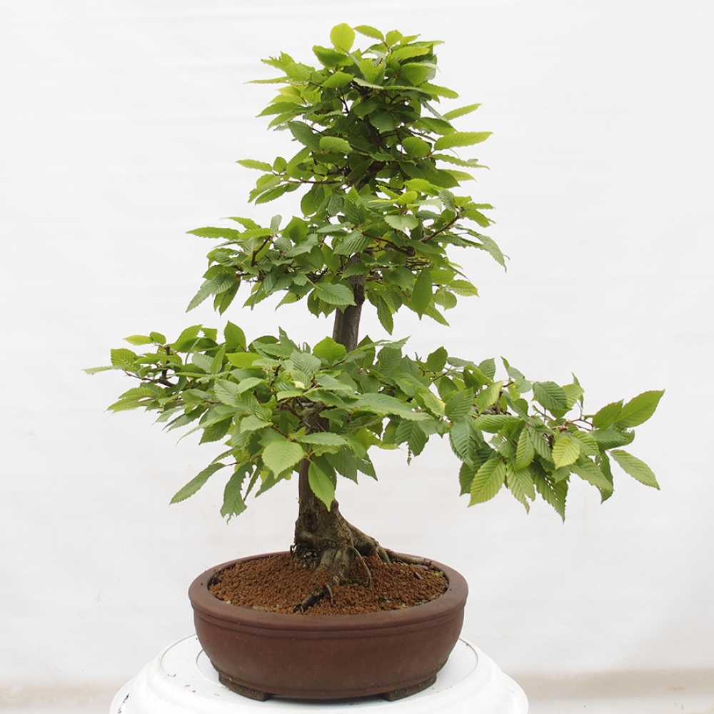 Bonsai zewnętrzne - Grab - Carpinus betulus