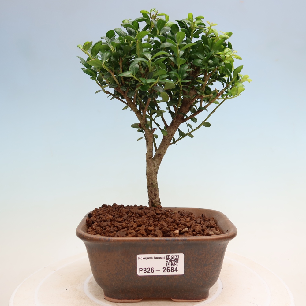 Pokój bonsai - Ilex crenata - Ostrokrzew