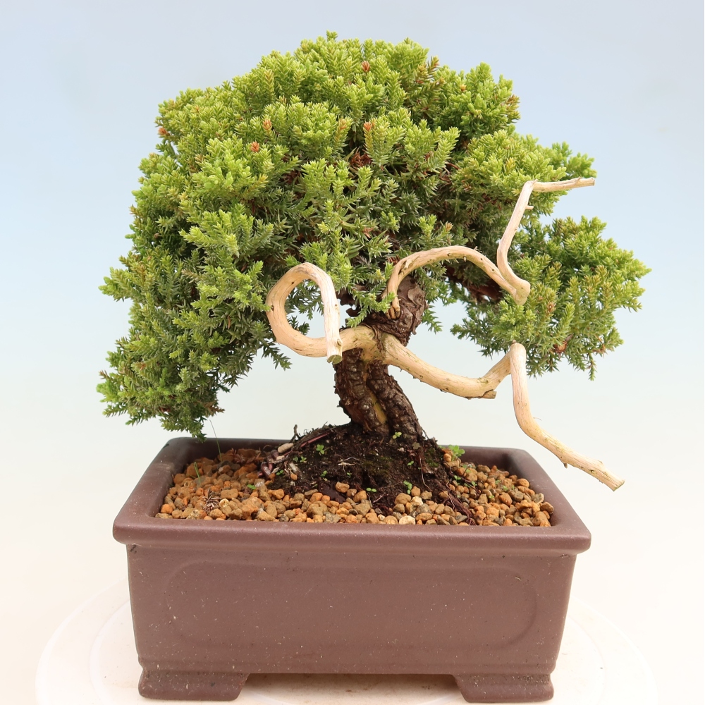 Bonsai ogrodowe – Juniperus procumbens – Jałowiec rozłożysty