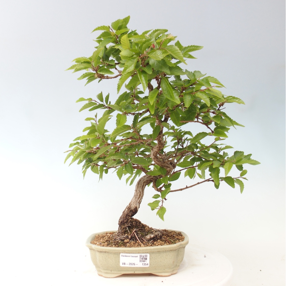 Outdoor bonsai - Carpinus CARPINOIDES - grab koreański