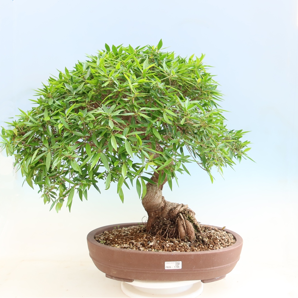 Pokój bonsai - Ficus nerifolia - figowiec drobnolistny